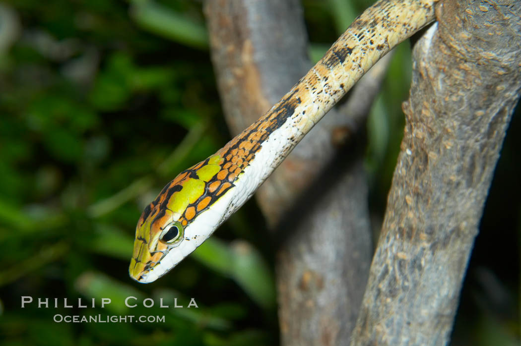 Twig snake.  The twig snake is back-fanged, having its short fangs situated far back in the mouth.  Its venom will subdue small prey such as rodents.  Its is well camouflaged, resembling a small twig or branch in the trees that it inhabits., Thelotornis capensis oatesii, natural history stock photograph, photo id 12816