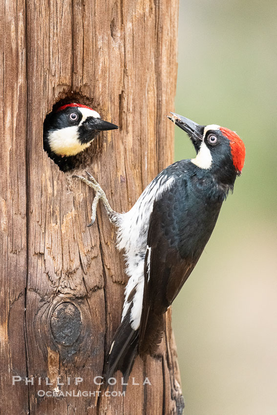 Two Adult Acorn Woodpeckers in their Nest Hole, Lake Hodges. San Diego, California, USA, natural history stock photograph, photo id 39397