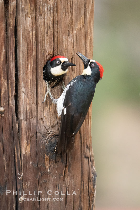 Two Adult Acorn Woodpeckers in their Nest Hole, Lake Hodges. San Diego, California, USA, natural history stock photograph, photo id 39405