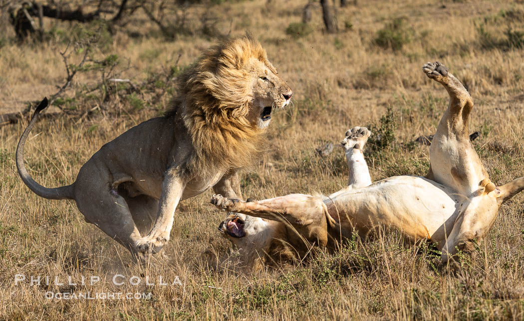 Two Adult Male Lions Fight to Establish Territory, Greater Masai Mara, Kenya. Both of these large males emerged from the battle with wounds, and it was not clear who prevailed, Panthera leo, Mara North Conservancy