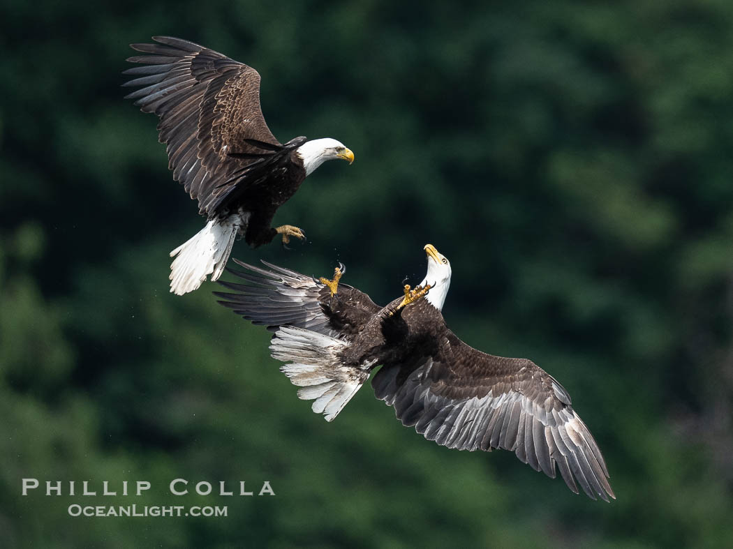 Two bald eagles spar in mid-flight., Haliaeetus leucocephalus, natural history stock photograph, photo id 41828