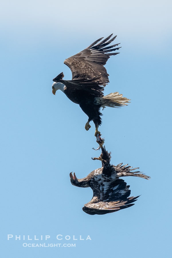 Two bald eagles spar in mid-flight., Haliaeetus leucocephalus, natural history stock photograph, photo id 41840