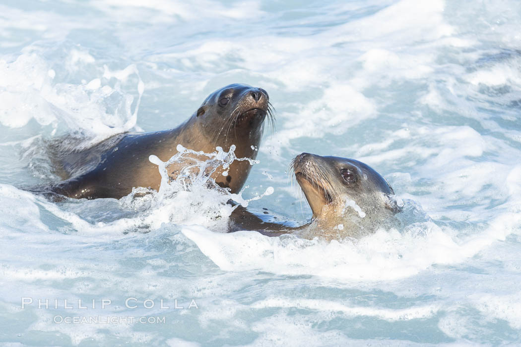Two Bodysurfing Sea Lions Side by Side. California sea lion (Zalophus californianus) is surfing extreme shorebreak at Boomer Beach, Point La Jolla. The original bodysurfer. USA, Zalophus californianus, natural history stock photograph, photo id 37743