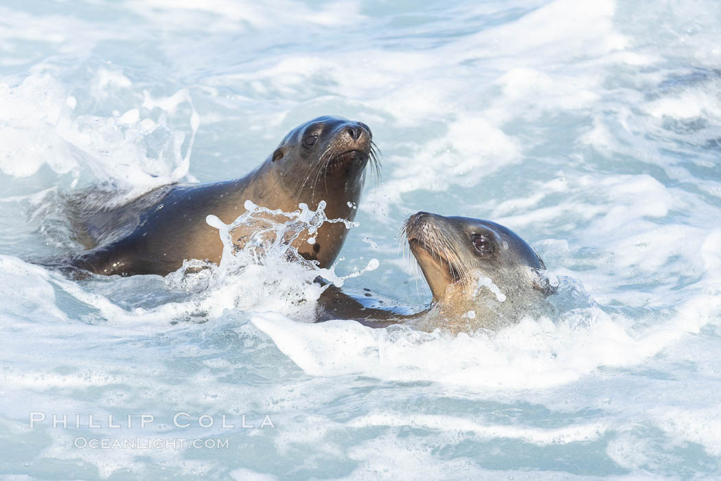 Two Bodysurfing Sea Lions Side by Side. California sea lion (Zalophus californianus) is surfing extreme shorebreak at Boomer Beach, Point La Jolla. The original bodysurfer, Zalophus californianus