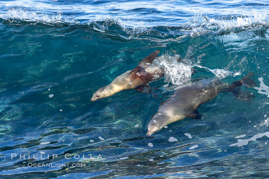 Two Bodysurfing Sea Lions Side by Side. California sea lion (Zalophus californianus) is surfing extreme shorebreak at Boomer Beach, Point La Jolla. The original bodysurfer. USA, Zalophus californianus, natural history stock photograph, photo id 37749