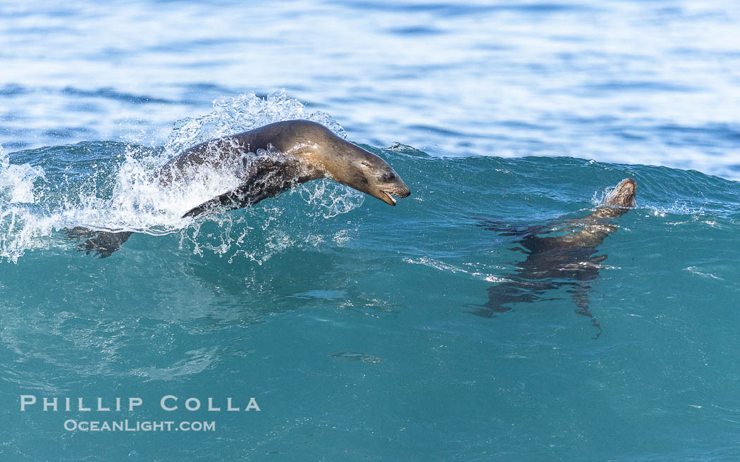 Two Bodysurfing Sea Lions. California sea lion (Zalophus californianus) is surfing extreme shorebreak at Boomer Beach, Point La Jolla. USA, Zalophus californianus, natural history stock photograph, photo id 38981