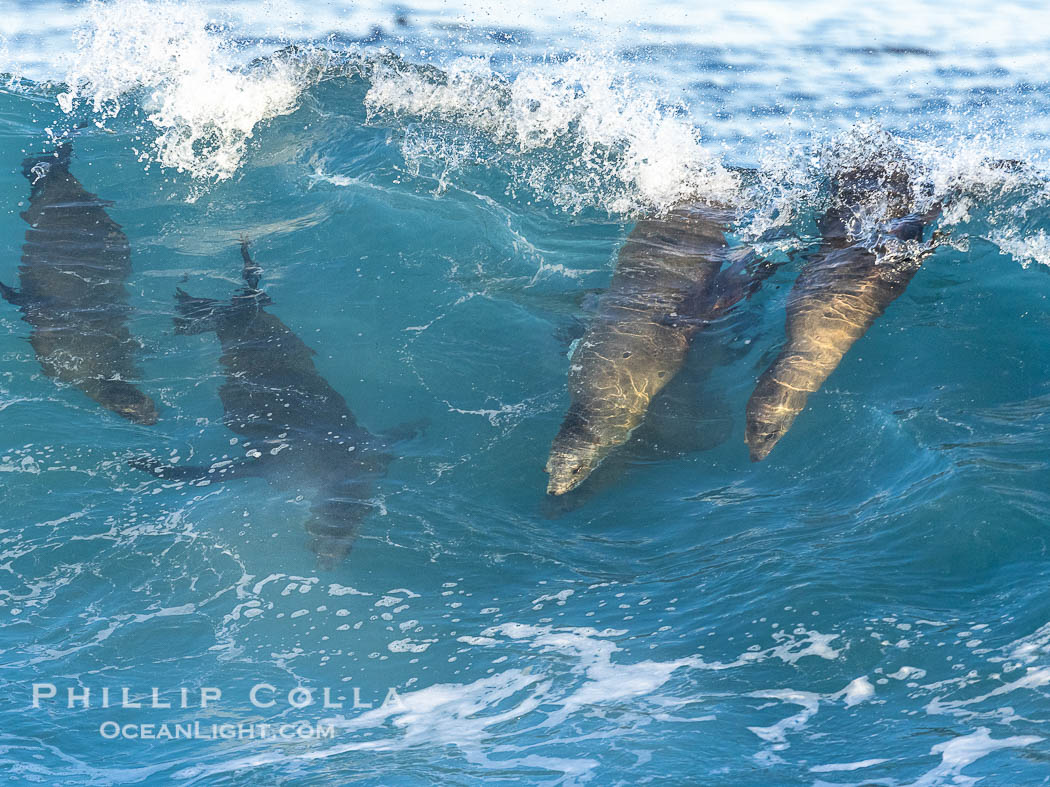 Two Bodysurfing Sea Lions Side by Side. California sea lion (Zalophus californianus) is surfing extreme shorebreak at Boomer Beach, Point La Jolla. USA, Zalophus californianus, natural history stock photograph, photo id 38986