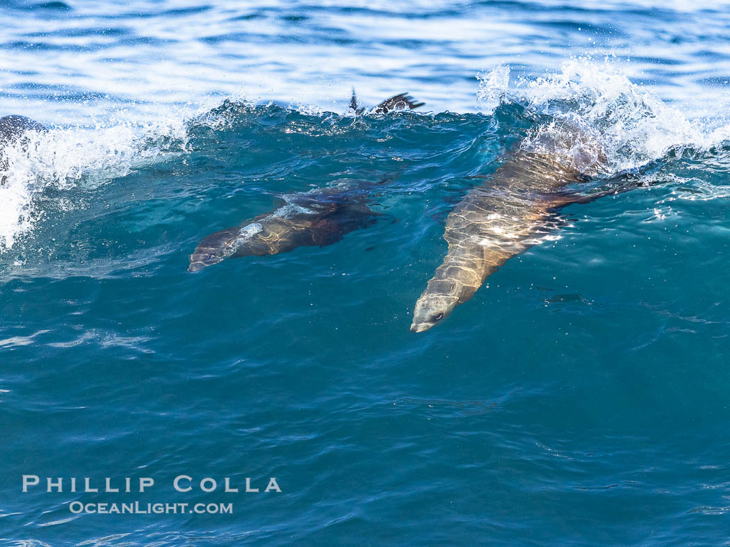 Two Bodysurfing Sea Lions Side by Side. California sea lion (Zalophus californianus) is surfing extreme shorebreak at Boomer Beach, Point La Jolla. USA, Zalophus californianus, natural history stock photograph, photo id 38979