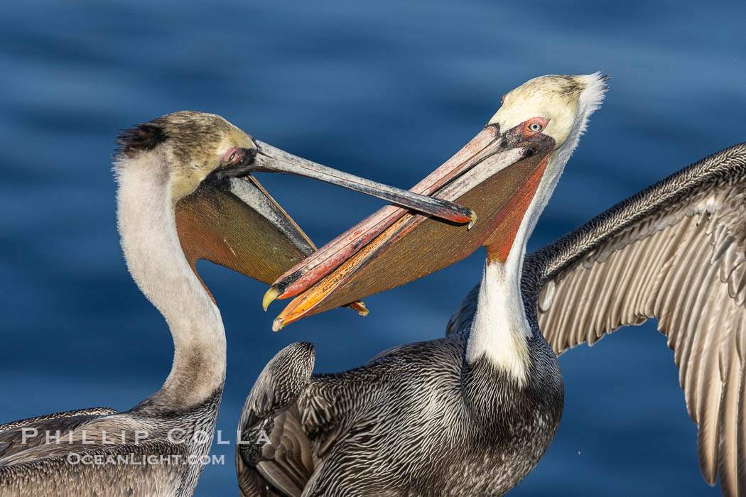 Brown pelicans jousting with their long bills, competing for space on a sea cliff over the ocean, with bright red throat, yellow and white head, adult non-breeding winter plumage, Pelecanus occidentalis, Pelecanus occidentalis californicus, La Jolla, California