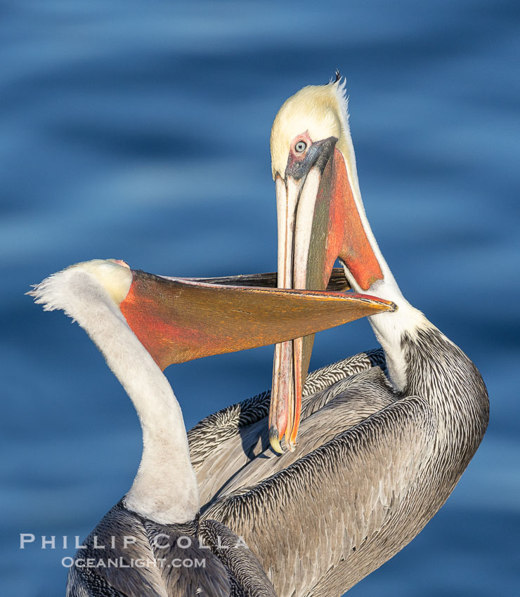 Brown pelicans jousting with their long bills, competing for space on a sea cliff over the ocean, with bright red throat, yellow and white head, adult non-breeding winter plumage. La Jolla, California, USA, Pelecanus occidentalis, Pelecanus occidentalis californicus, natural history stock photograph, photo id 38671