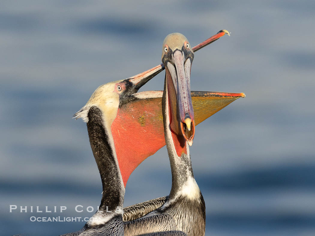 Brown pelicans jousting with their long bills, competing for space on a sea cliff over the ocean, with bright red throat, yellow and white head, adult non-breeding winter plumage. La Jolla, California, USA, Pelecanus occidentalis, Pelecanus occidentalis californicus, natural history stock photograph, photo id 38703