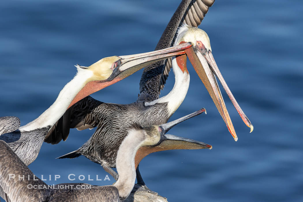 Brown pelicans jousting with their long bills, competing for space on a sea cliff over the ocean, with bright red throat, yellow and white head, adult non-breeding winter plumage, Pelecanus occidentalis, Pelecanus occidentalis californicus, La Jolla, California
