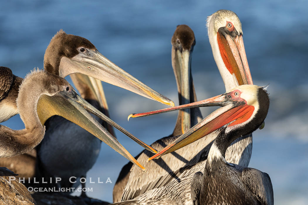 Brown pelicans jousting with their long bills, competing for space on a sea cliff over the ocean, with bright red throat, yellow and white head, adult non-breeding winter plumage. La Jolla, California, USA, Pelecanus occidentalis, Pelecanus occidentalis californicus, natural history stock photograph, photo id 38833