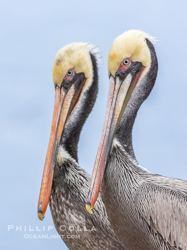 Two California Brown Pelicans Portrait, side-by-side in overcast light, both transitioning to winter adult breeding plumage, Pelecanus occidentalis, Pelecanus occidentalis californicus, La Jolla Two California Brown Pelicans Portrait, side-by-side in overcast light, both transitioning to winter adult breeding plumage, Pelecanus occidentalis, Pelecanus occidentalis californicus, La Jolla