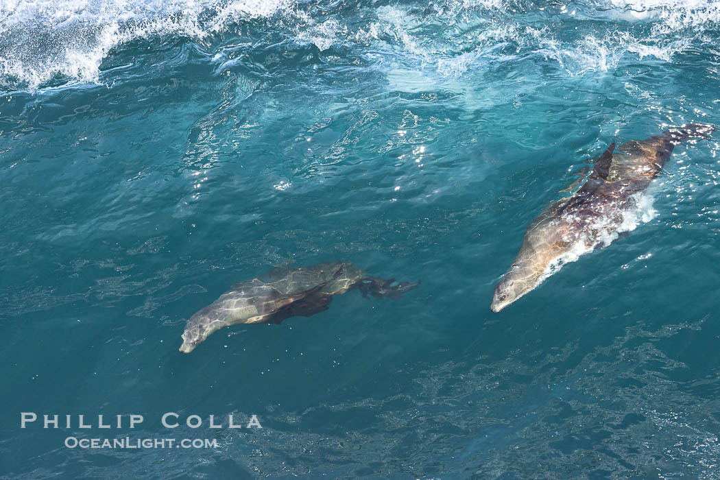 Two California sea lions bodysurfing side by side, seemingly suspended in the face of a wave, La Jolla. USA, natural history stock photograph, photo id 39018