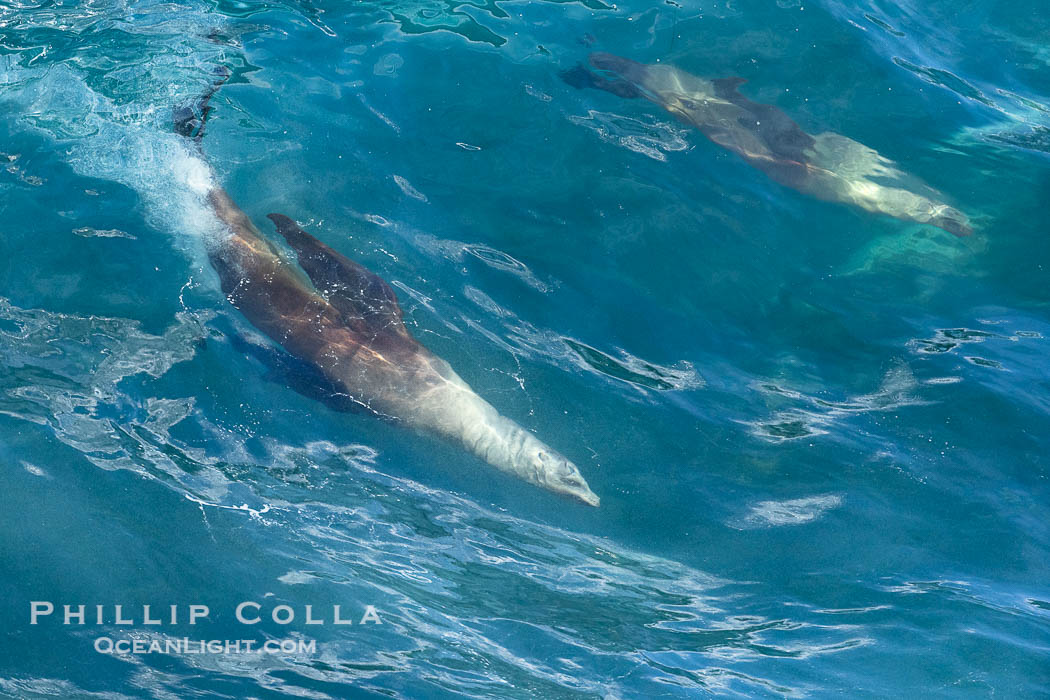Two California sea lions bodysurfing side by side, seemingly suspended in the face of a wave, La Jolla. USA, natural history stock photograph, photo id 39000