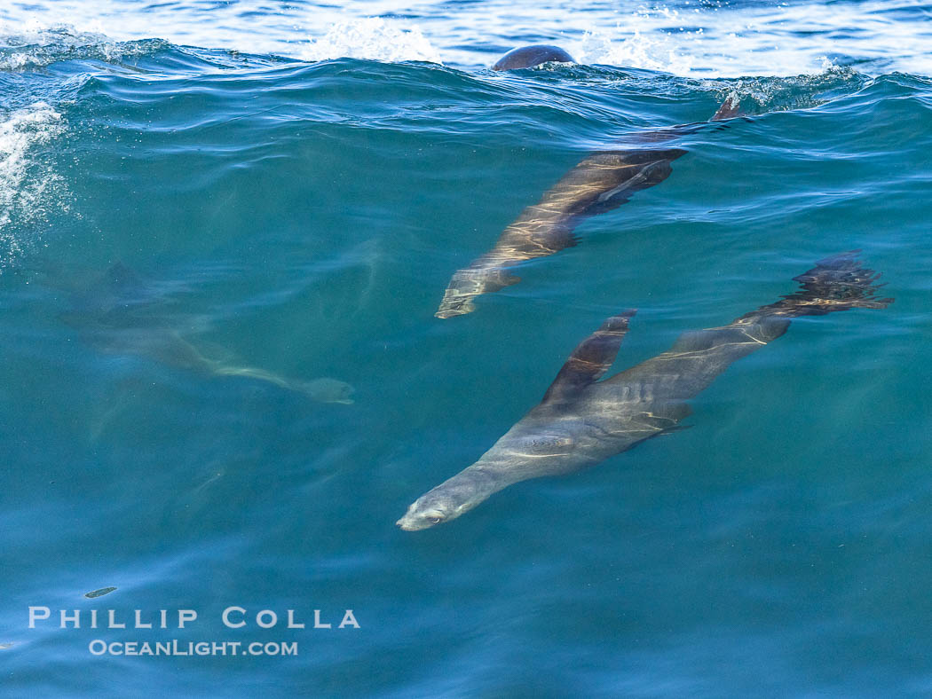 Two California sea lions bodysurfing side by side, seemingly suspended in the face of a wave, La Jolla. USA, natural history stock photograph, photo id 39011