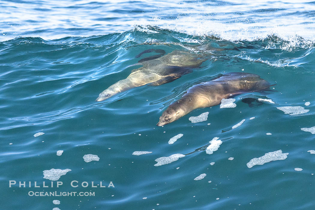 Two California sea lions bodysurfing side by side, seemingly suspended in the face of a wave, La Jolla. USA, natural history stock photograph, photo id 39023