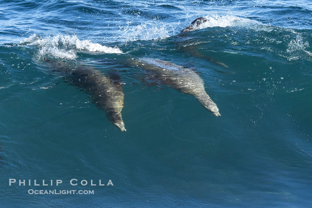 Two California sea lions bodysurfing side by side, seemingly suspended in the face of a wave, La Jolla. USA, natural history stock photograph, photo id 39021