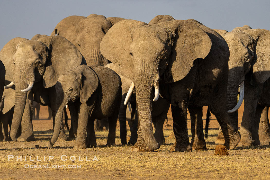 A large herd of African elephants, composed of at least two familial groups, gathers at sunset to graze and socialize, Amboseli National Park. Kenya, Loxodonta africana, natural history stock photograph, photo id 39590