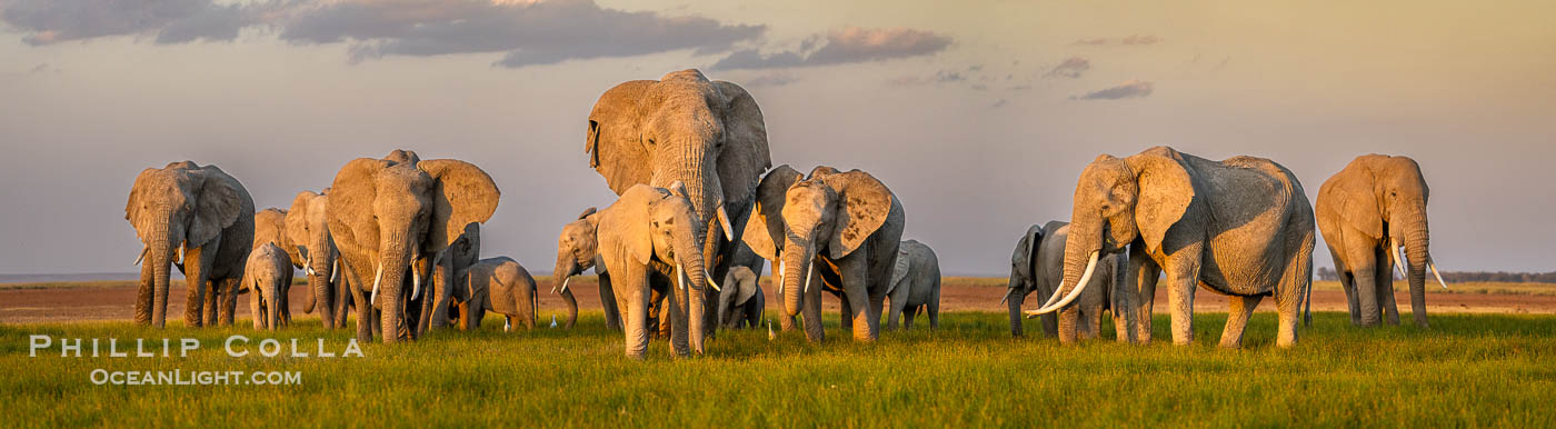 A large herd of African elephants, composed of at least two familial groups, gathers at sunset to graze and socialize, Amboseli National Park. Kenya, Loxodonta africana, natural history stock photograph, photo id 39594