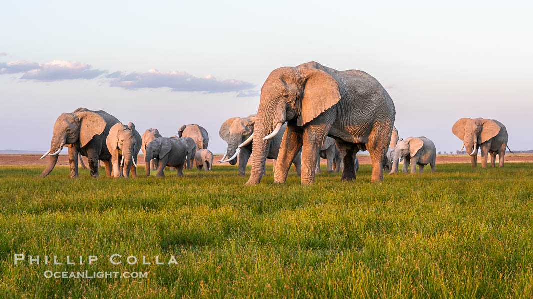 A large herd of African elephants, composed of at least two familial groups, gathers at sunset to graze and socialize, Amboseli National Park. Kenya, Loxodonta africana, natural history stock photograph, photo id 39596