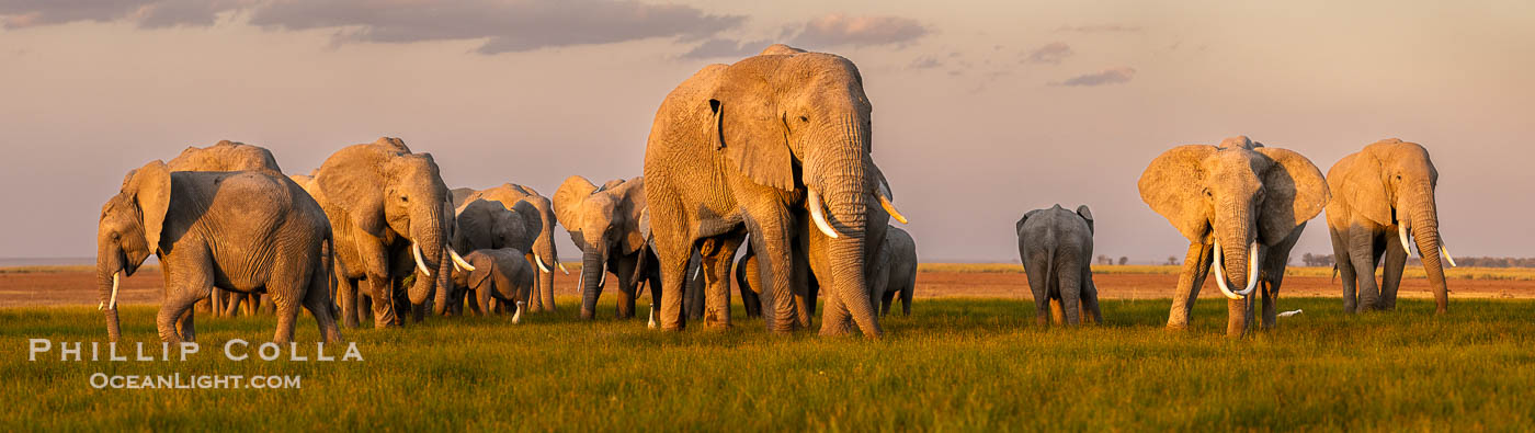 A large herd of African elephants, composed of at least two familial groups, gathers at sunset to graze and socialize, Amboseli National Park. Kenya, Loxodonta africana, natural history stock photograph, photo id 39595
