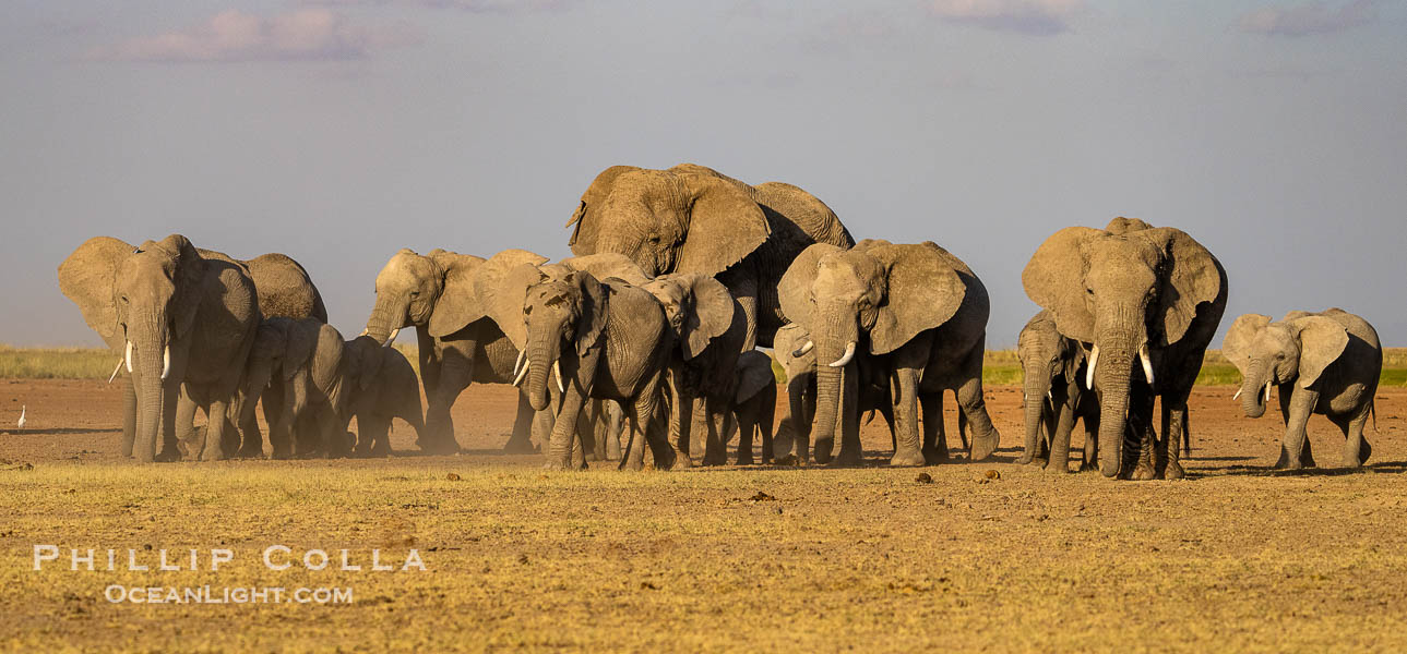 A large herd of African elephants, composed of at least two familial groups, gathers at sunset to graze and socialize, Amboseli National Park. Kenya, Loxodonta africana, natural history stock photograph, photo id 39589