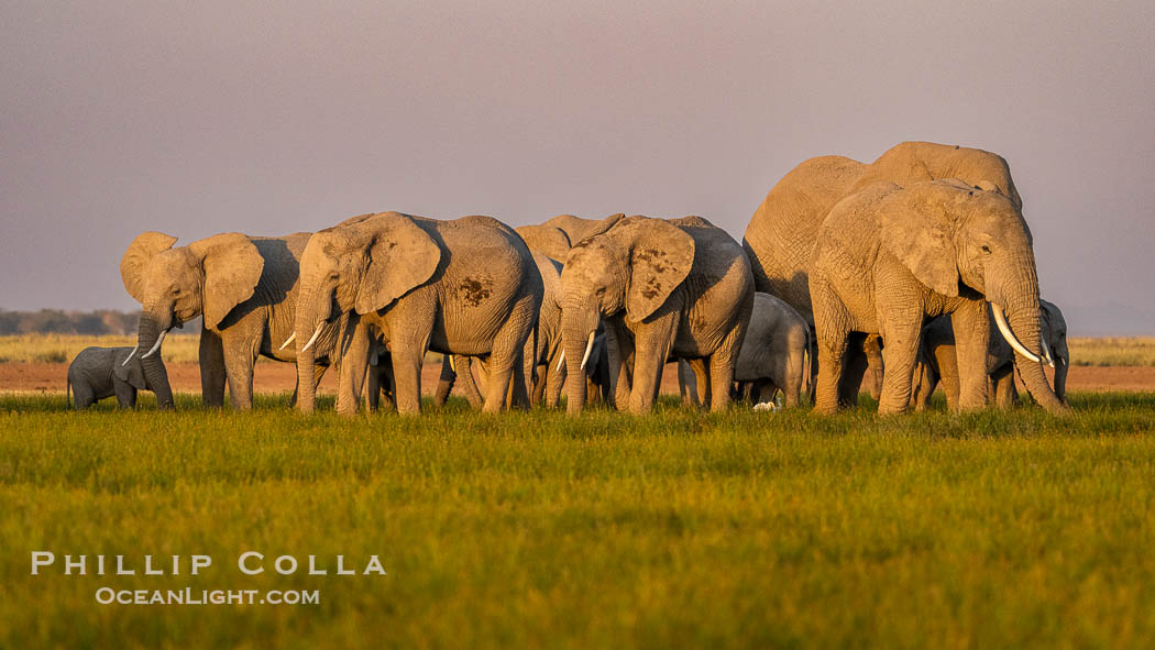 A large herd of African elephants, composed of at least two familial groups, gathers at sunset to graze and socialize, Amboseli National Park. Kenya, Loxodonta africana, natural history stock photograph, photo id 39593