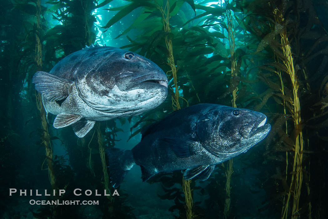 Two Giant Black Sea Bass in a Courtship Posture, in Kelp at Catalina Island. In summer months, black seabass gather in kelp forests in California to form mating aggregations.  Courtship behaviors include circling of pairs of giant sea bass, production of booming sounds by presumed males, and nudging of females by males in what is though to be an effort to encourage spawning, Stereolepis gigas