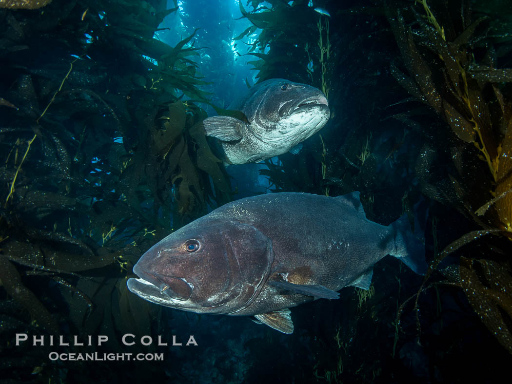 Two Giant Black Sea Bass in a Courtship Posture, in Kelp at Catalina Island. In summer months, black seabass gather in kelp forests in California and form courtship and mating aggregations, Stereolepis gigas