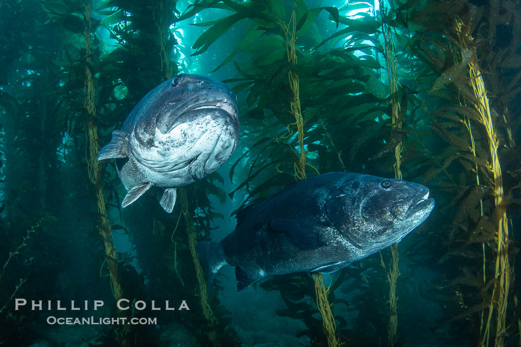 Two Giant Black Sea Bass in a Courtship Posture, in Kelp at Catalina Island. In summer months, black seabass gather in kelp forests in California and form courtship and mating aggregations. USA, Stereolepis gigas, natural history stock photograph, photo id 39447