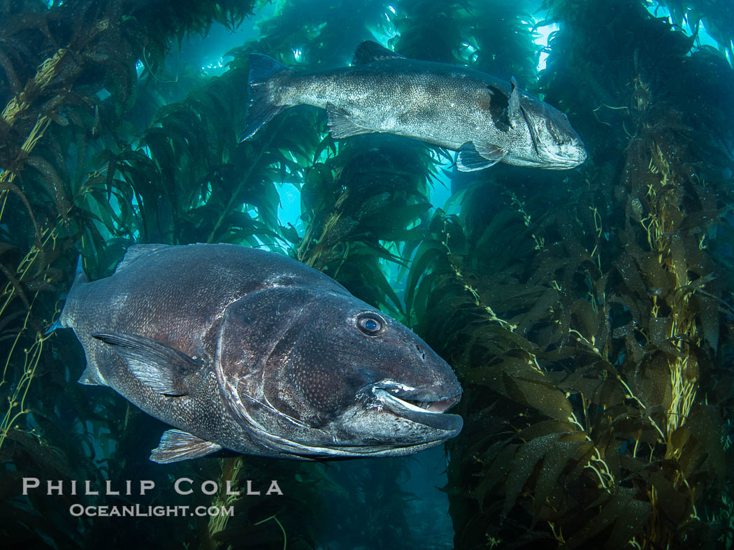 Two Giant Black Sea Bass in a Courtship Posture, in Kelp at Catalina Island. In summer months, black seabass gather in kelp forests in California and form courtship and mating aggregations. USA, Stereolepis gigas, natural history stock photograph, photo id 39441