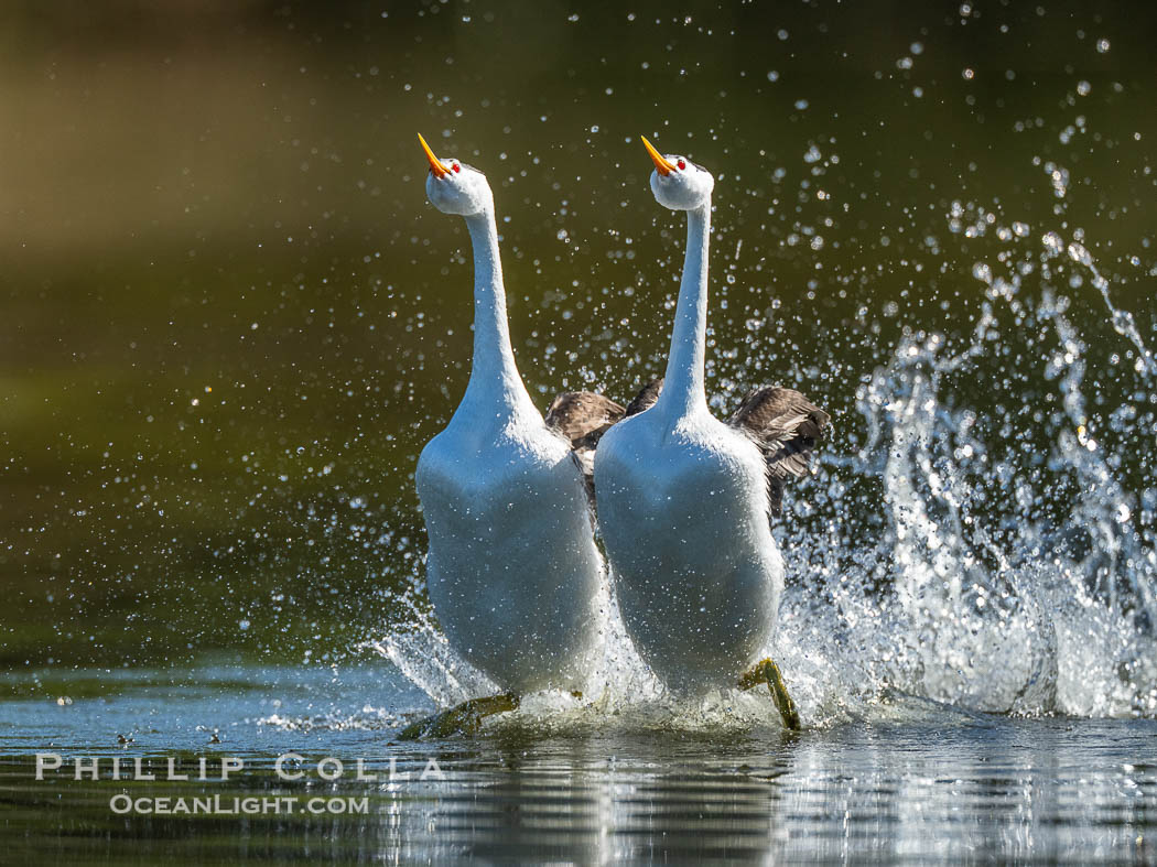 Clark's Grebes rushing side by side, a spectacular courtship behavior in which the aquatic birds literally run on the surface of the water while slapping their feet up to 20 times per second, Aechmophorus clarkii, Lake Wohlford, Escondido, California Clark's Grebes rushing side by side, a spectacular courtship behavior in which the aquatic birds literally run on the surface of the water while slapping their feet up to 20 times per second, Aechmophorus clarkii, Lake Wohlford, Escondido, California
