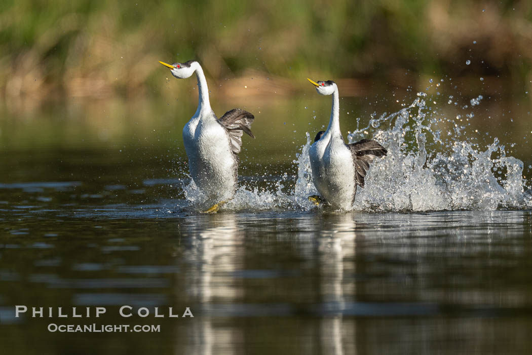 Two Rushing Western Grebes Walk on Water. Grebe rushing, a courtship behavior, happens when the birds slap the lake surface up to 20 times per second, literally running across the water., Aechmophorus occidentalis, natural history stock photograph, photo id 40918