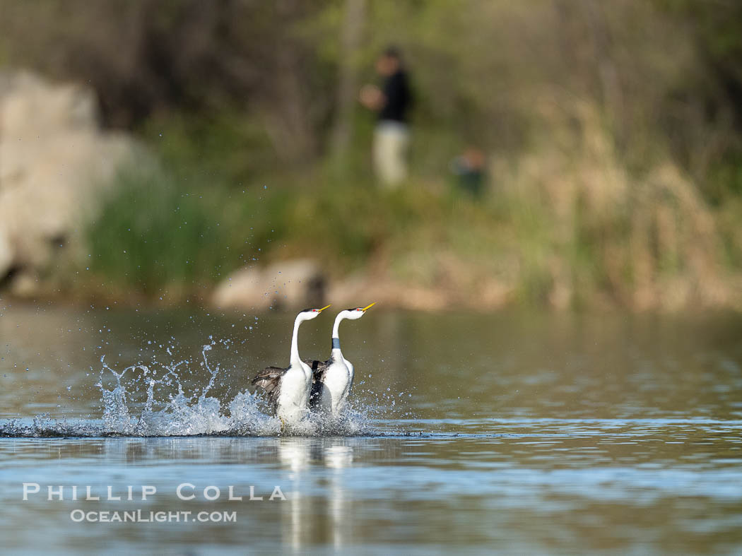 Two Rushing Western Grebes Walk on Water. Grebe rushing, a courtship behavior, happens when the birds slap the lake surface up to 20 times per second, literally running across the water. Lake Wohlford, Escondido, California, USA, Aechmophorus occidentalis, natural history stock photograph, photo id 40917