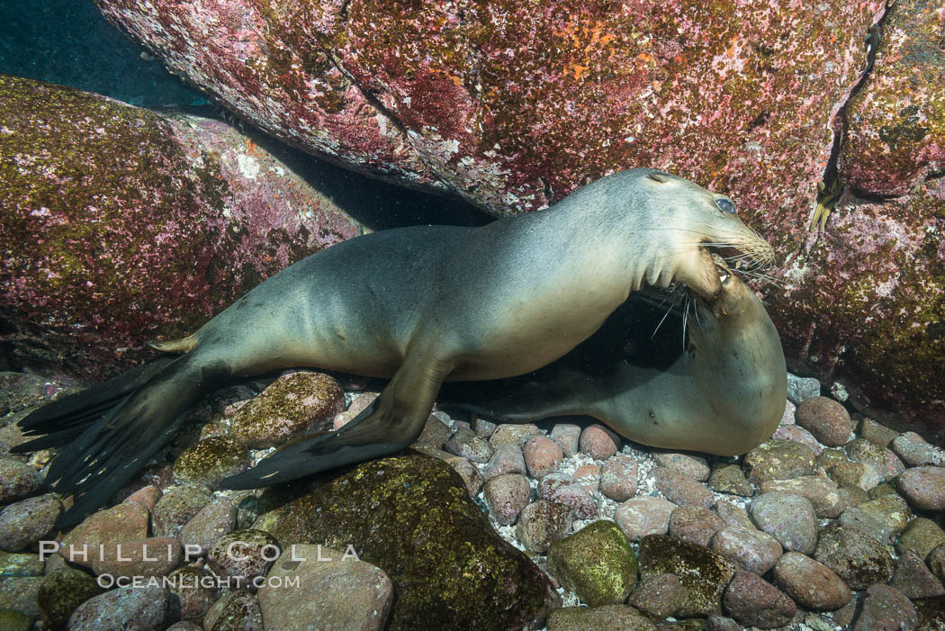 Two sea lions playing, mock jousting, underwater. Sea of Cortez, Baja California, Mexico, Zalophus californianus, natural history stock photograph, photo id 31262
