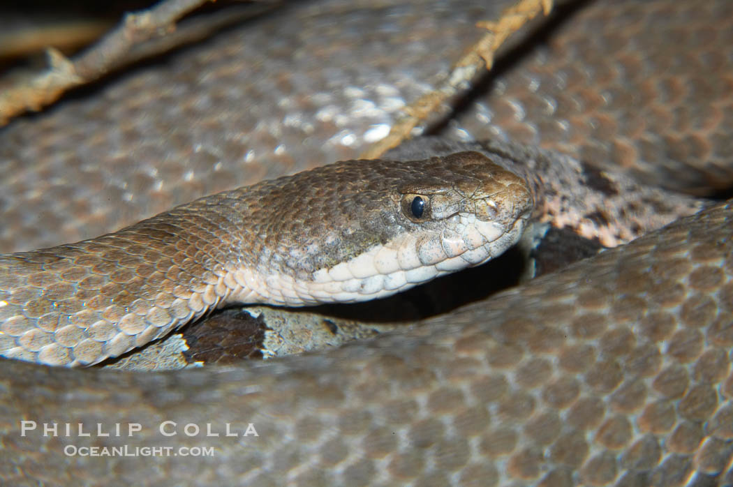 Twin-spotted rattlesnake, native to southern Arizona, is a small rattlesnake occupying talus slopes at high elevations and preying on lizards., Crotalus pricei, natural history stock photograph, photo id 12817