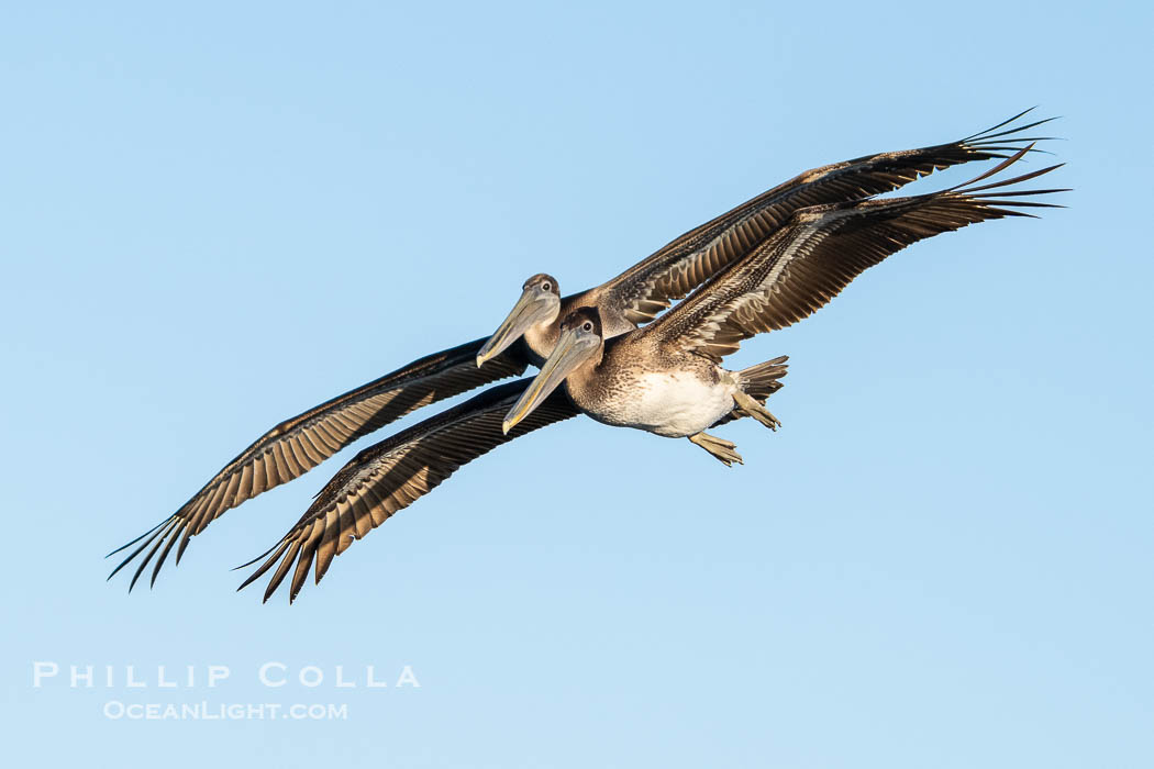 Two Subadult Brown Pelicans Flying in Tandem., Pelecanus occidentalis, Pelecanus occidentalis californicus, natural history stock photograph, photo id 39826