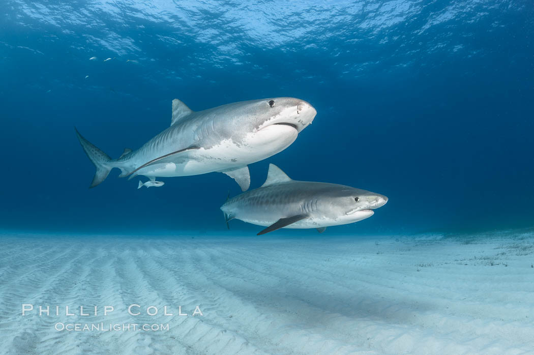 Two tiger sharks. Bahamas, Galeocerdo cuvier, natural history stock photograph, photo id 31875