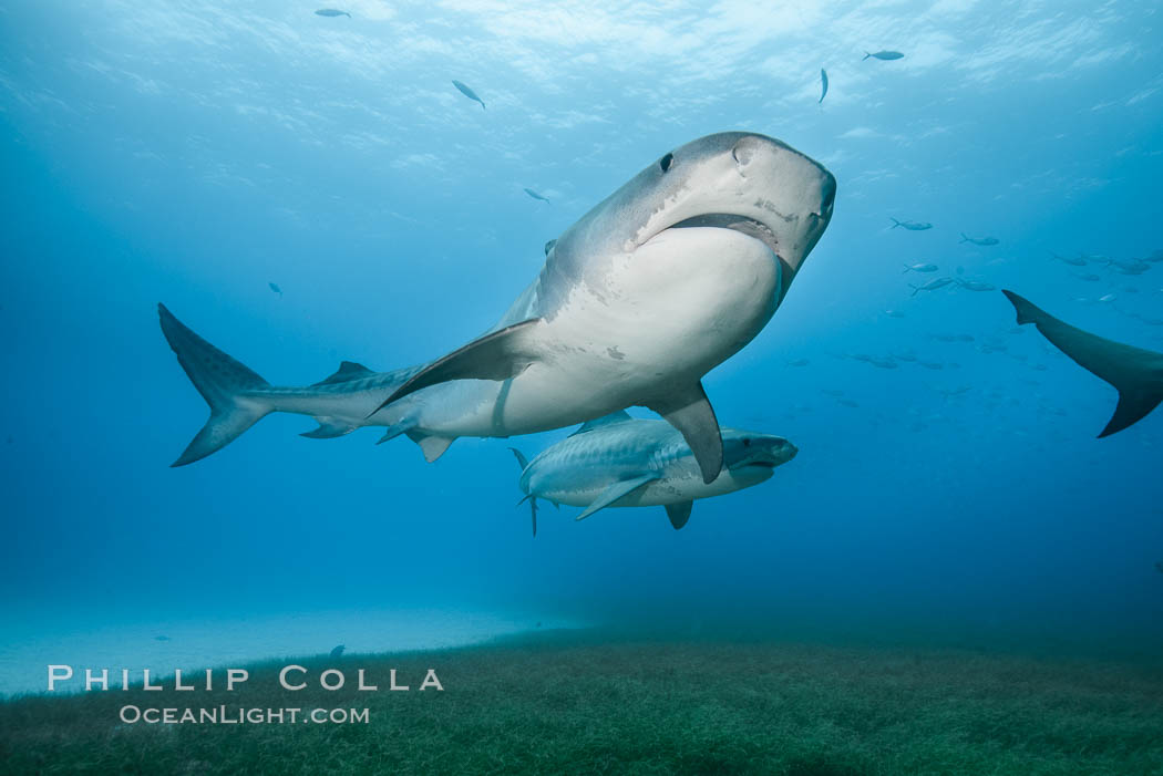 Two tiger sharks. Bahamas, Galeocerdo cuvier, natural history stock photograph, photo id 31915