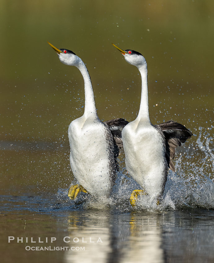 Two Western Grebes Rushing on Lake Wohlford near San Diego. Grebe rushing, a courtship behavior, happens when the birds slap the lake surface up to 20 times per second, literally running across the water., Aechmophorus occidentalis, natural history stock photograph, photo id 41562