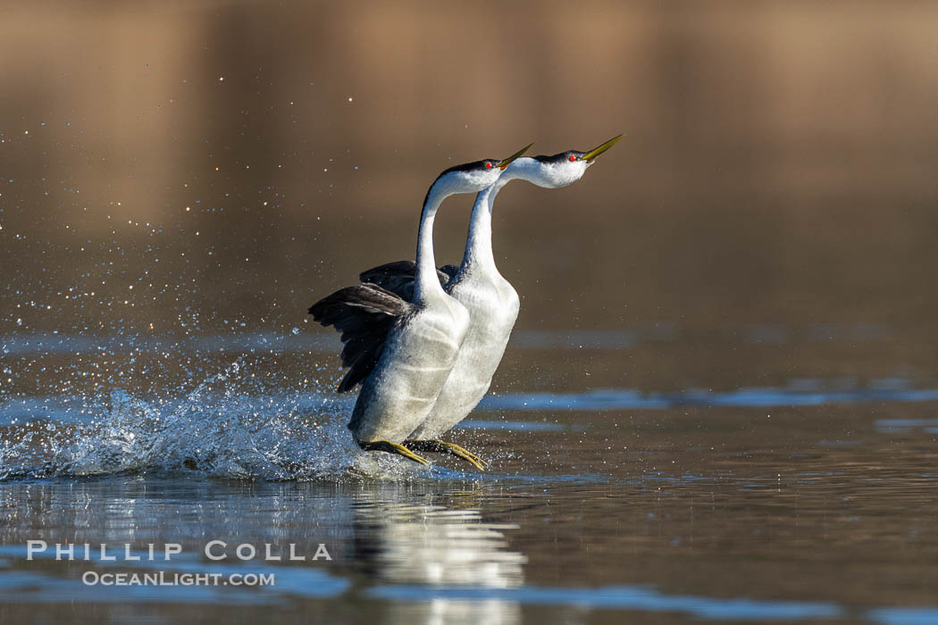 Two Western Grebes Rushing on Lake Wohlford near San Diego. Grebe rushing, a courtship behavior, happens when the birds slap the lake surface up to 20 times per second, literally running across the water., Aechmophorus occidentalis, natural history stock photograph, photo id 41560