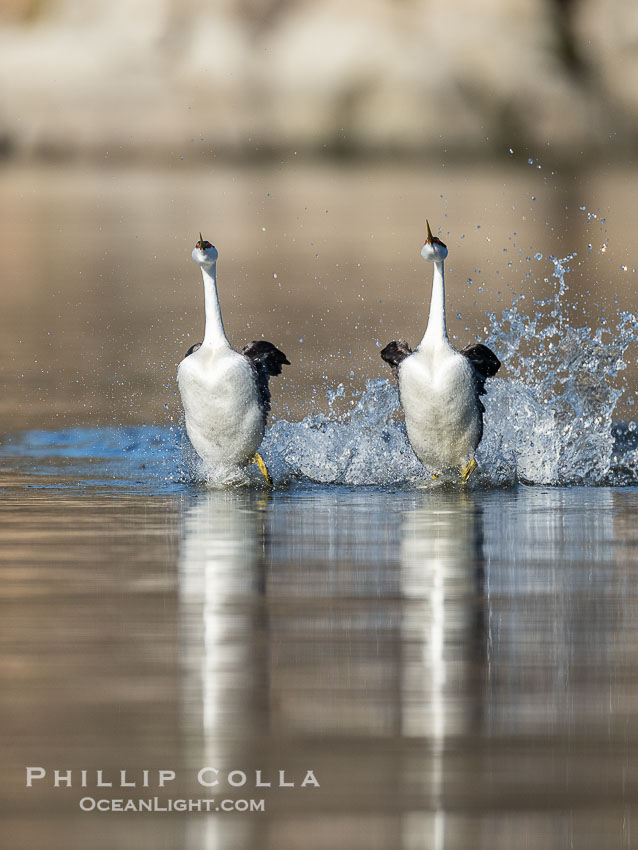 Two Western Grebes Rushing on Lake Wohlford near San Diego. Grebe rushing, a courtship behavior, happens when the birds slap the lake surface up to 20 times per second, literally running across the water., Aechmophorus occidentalis, natural history stock photograph, photo id 41564