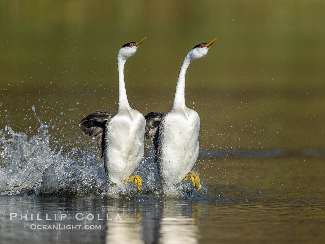 Two Western Grebes Rushing on Lake Wohlford near San Diego. Grebe rushing, a courtship behavior, happens when the birds slap the lake surface up to 20 times per second, literally running across the water., Aechmophorus occidentalis, natural history stock photograph, photo id 41561