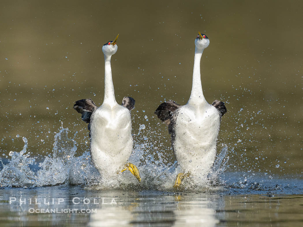 Two Western Grebes in a Spectacular Rush Across the Surface of Lake Wohlford. Rushing is a courtship behavior among grebes and requires the aquatic birds to step as rapidly as 20 beats per second to walk across water in this way. Simply amazing, Aechmophorus occidentalis, Escondido, California Two Western Grebes in a Spectacular Rush Across the Surface of Lake Wohlford. Rushing is a courtship behavior among grebes and requires the aquatic birds to step as rapidly as 20 beats per second to walk across water in this way. Simply amazing, Aechmophorus occidentalis, Escondido, California