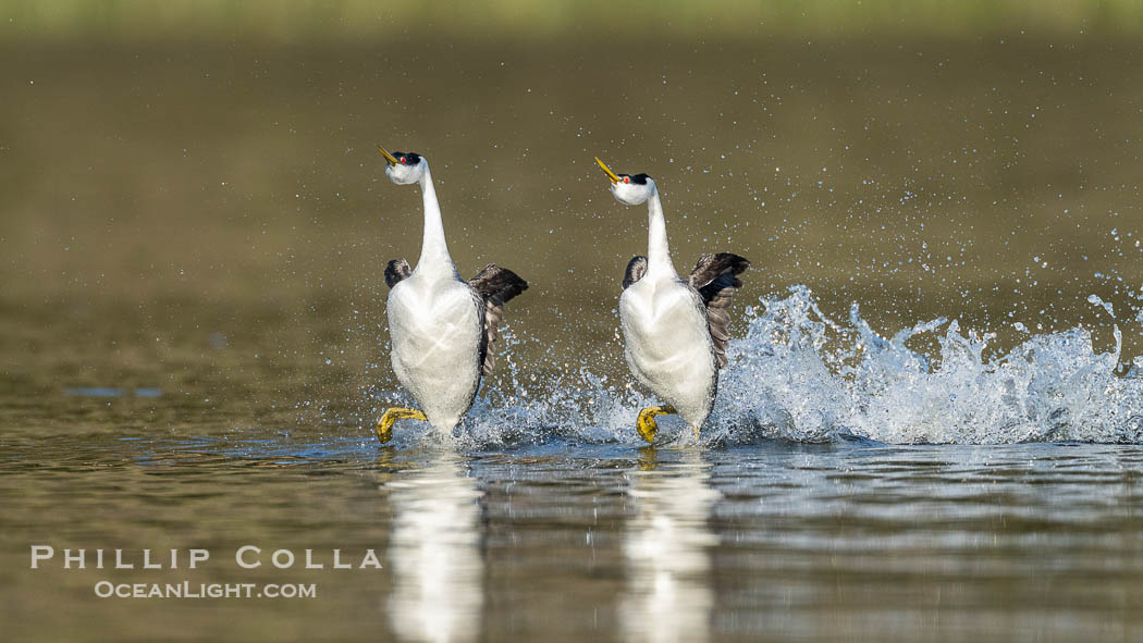 Two Western Grebes in a Spectacular Rush Across the Surface of Lake Wohlford. Rushing is a courtship behavior among grebes and requires the aquatic birds to step as rapidly as 20 beats per second to walk across water in this way. Simply amazing. Escondido, California, USA, Aechmophorus occidentalis, natural history stock photograph, photo id 40868
