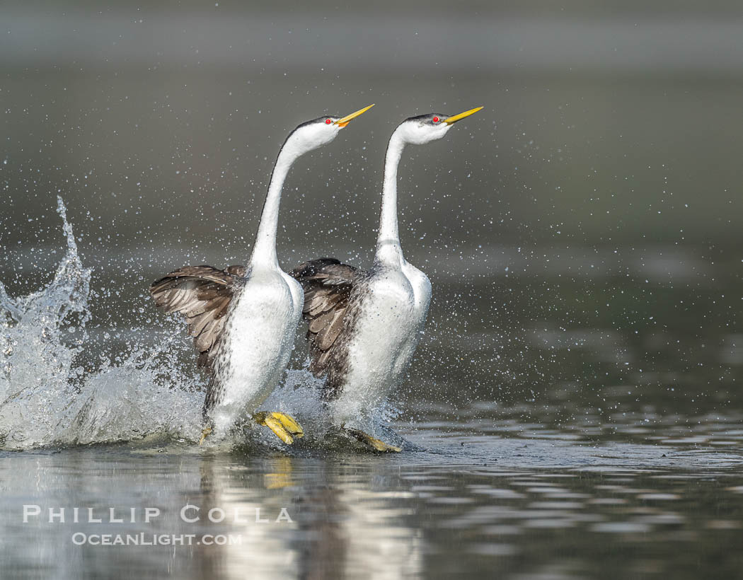Western Grebes rushing in a courtship display. Rushing grebes run across the water 60 feet (20m) or further with their feet hitting the water as rapidly as 20 times per second., natural history stock photograph, photo id 40972