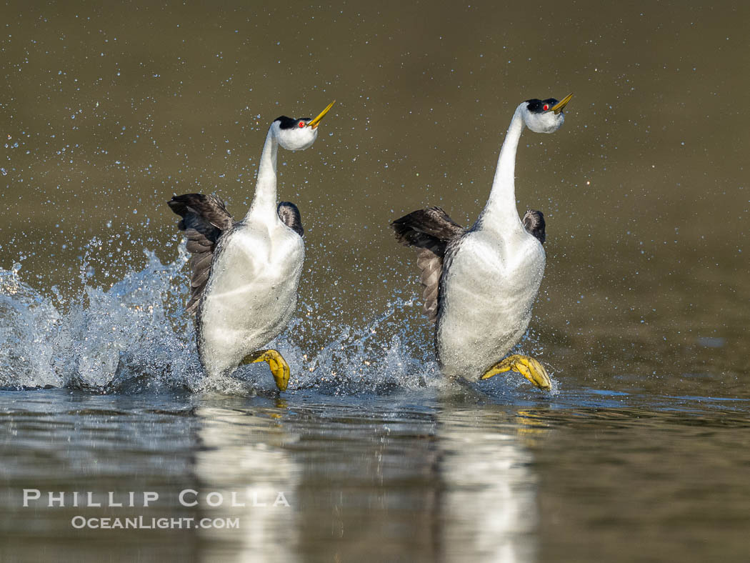Two Western Grebes in a Spectacular Rush Across the Surface of Lake Wohlford. Rushing is a courtship behavior among grebes and requires the aquatic birds to step as rapidly as 20 beats per second to walk across water in this way. Simply amazing. Escondido, California, USA, Aechmophorus occidentalis, natural history stock photograph, photo id 40867