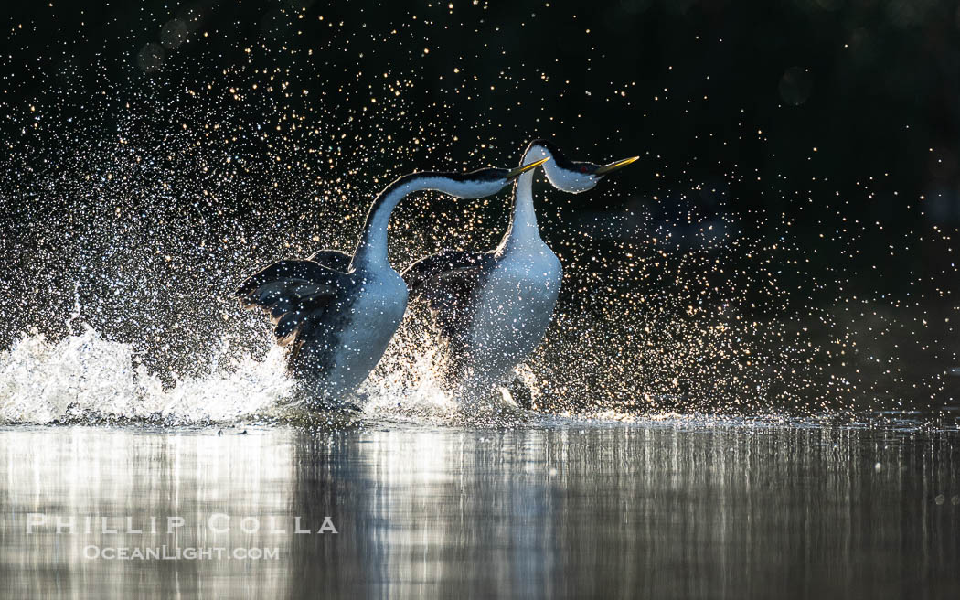 Two Western Grebes Walk on Water, Rushing, Backlit by the Rising Sun. Grebe rushing, a courtship behavior, happens when the birds slap the lake surface up to 20 times per second, literally running across the water, Aechmophorus occidentalis, Lake Wohlford, Escondido, California Two Western Grebes Walk on Water, Rushing, Backlit by the Rising Sun. Grebe rushing, a courtship behavior, happens when the birds slap the lake surface up to 20 times per second, literally running across the water, Aechmophorus occidentalis, Lake Wohlford, Escondido, California